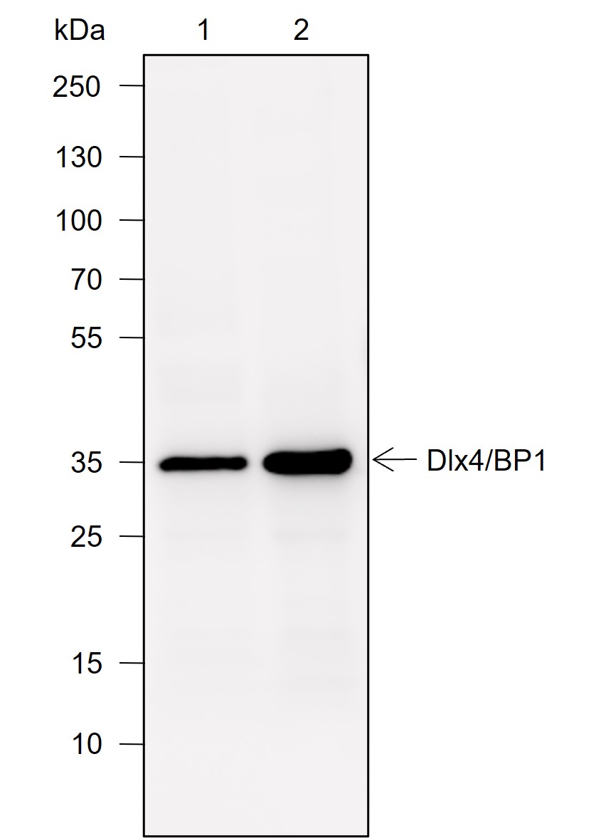 Anti-DLX4 Rabbit mAb