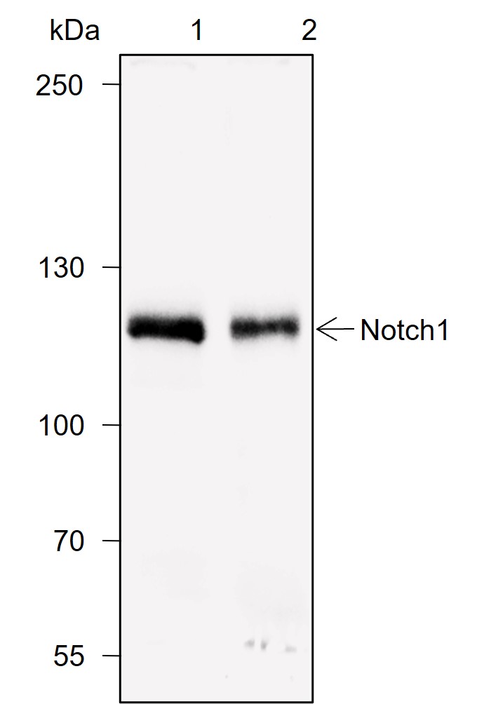 Anti-Notch1 Rabbit mAb