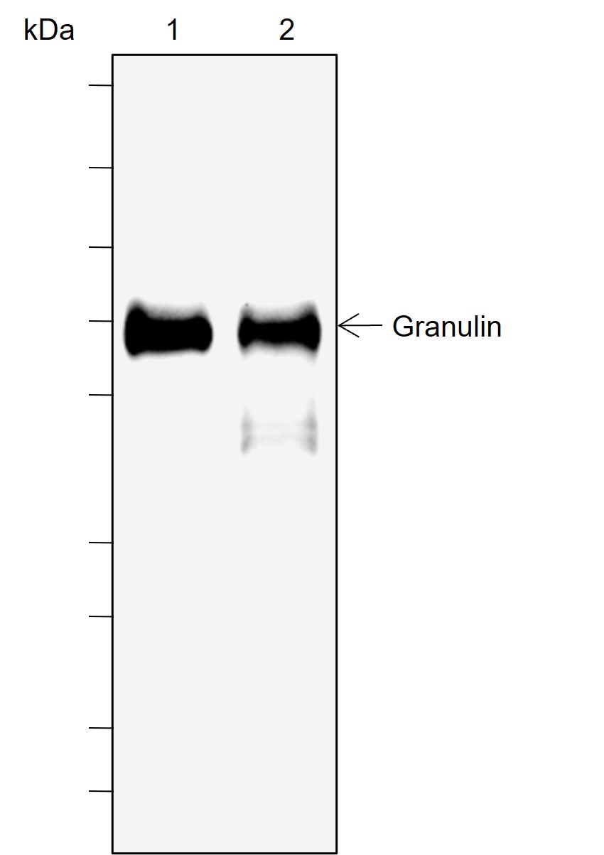 Anti-Granulin Mouse mAb