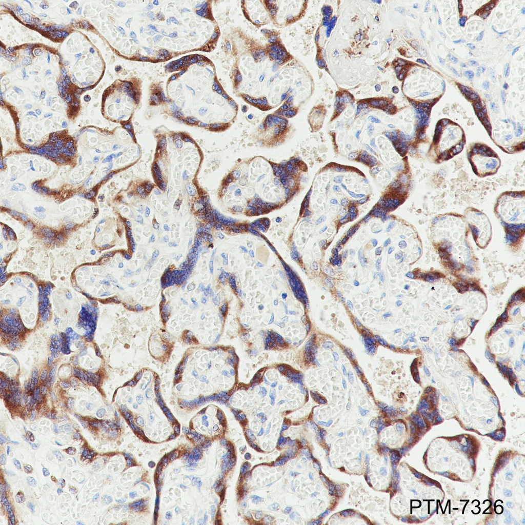 Anti-Granulin Mouse mAb
