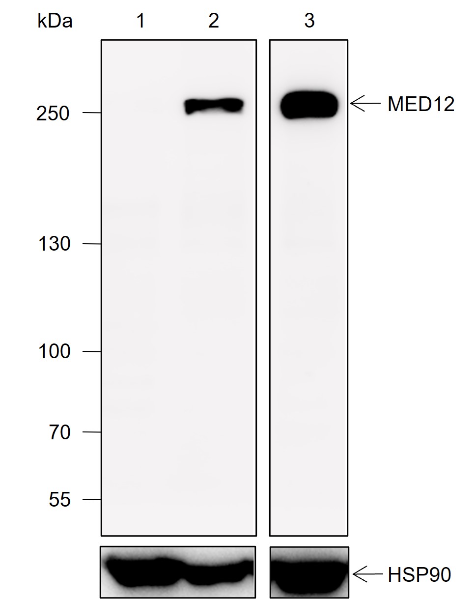Anti-MED12 Mouse mAb