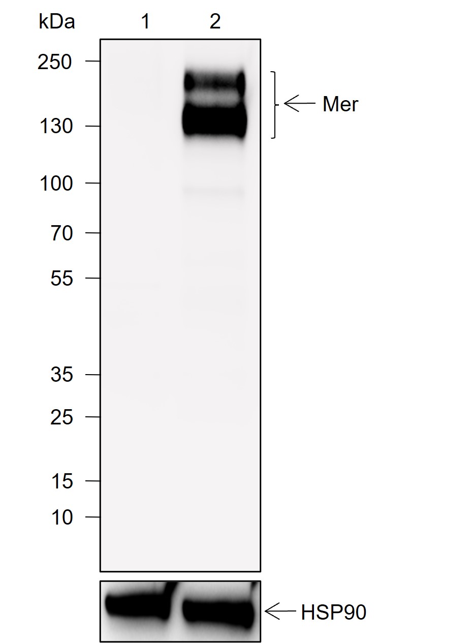 Anti-Mer Mouse mAb