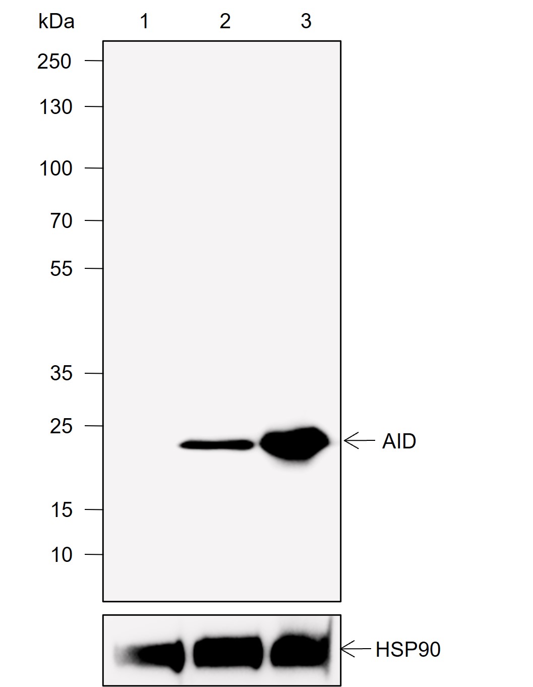 Anti-AID Rabbit mAb