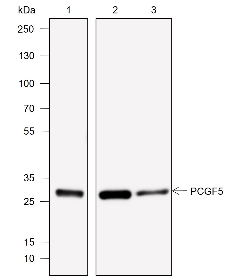 Anti-PCGF5 Rabbit mAb