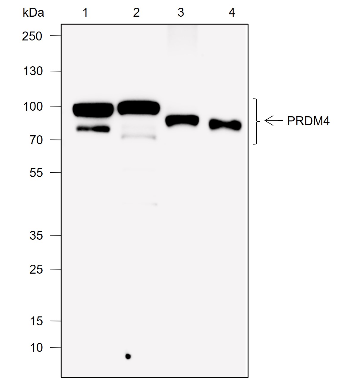Anti-PRDM4/PFM1 Rabbit mAb