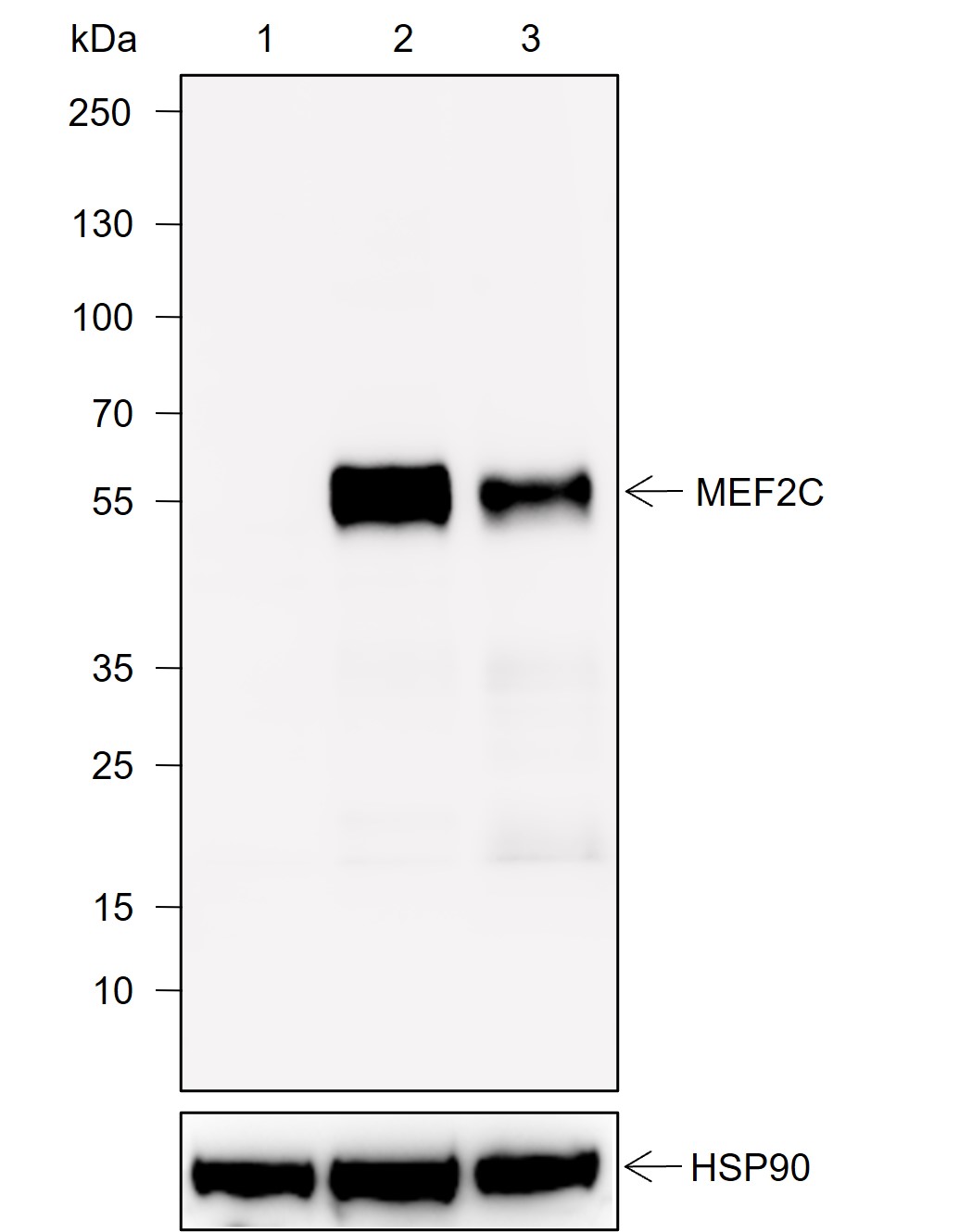 Anti-MEF2C Rabbit mAb