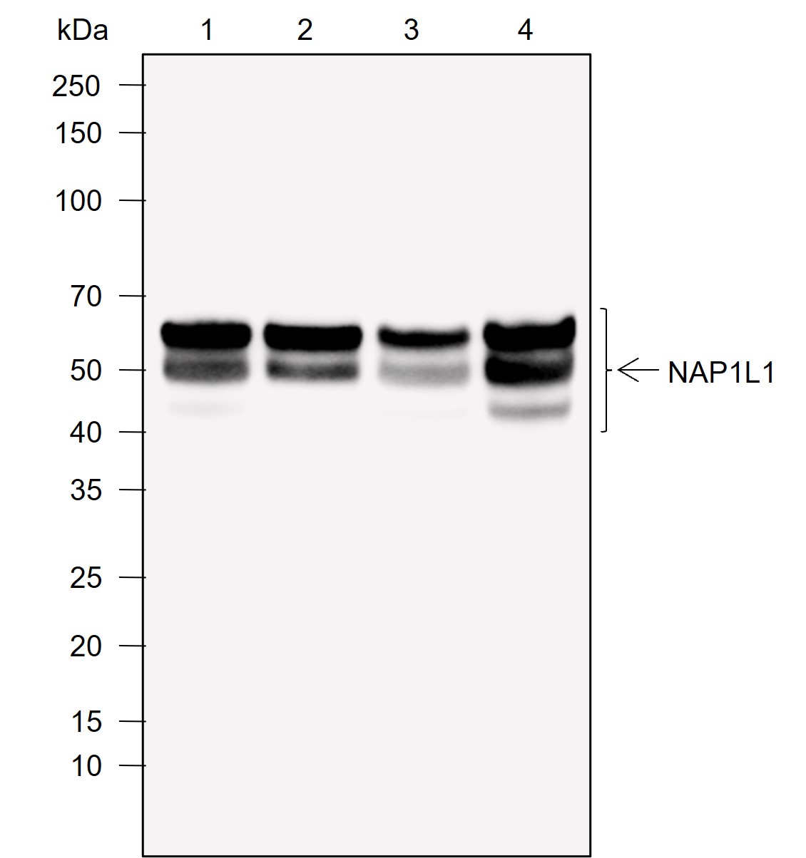Anti-NAP1L1 Rabbit mAb