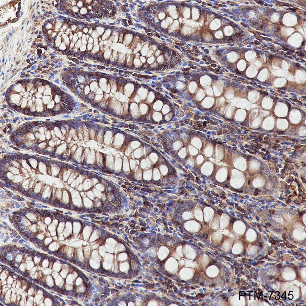 Anti-NAP1L1 Rabbit mAb