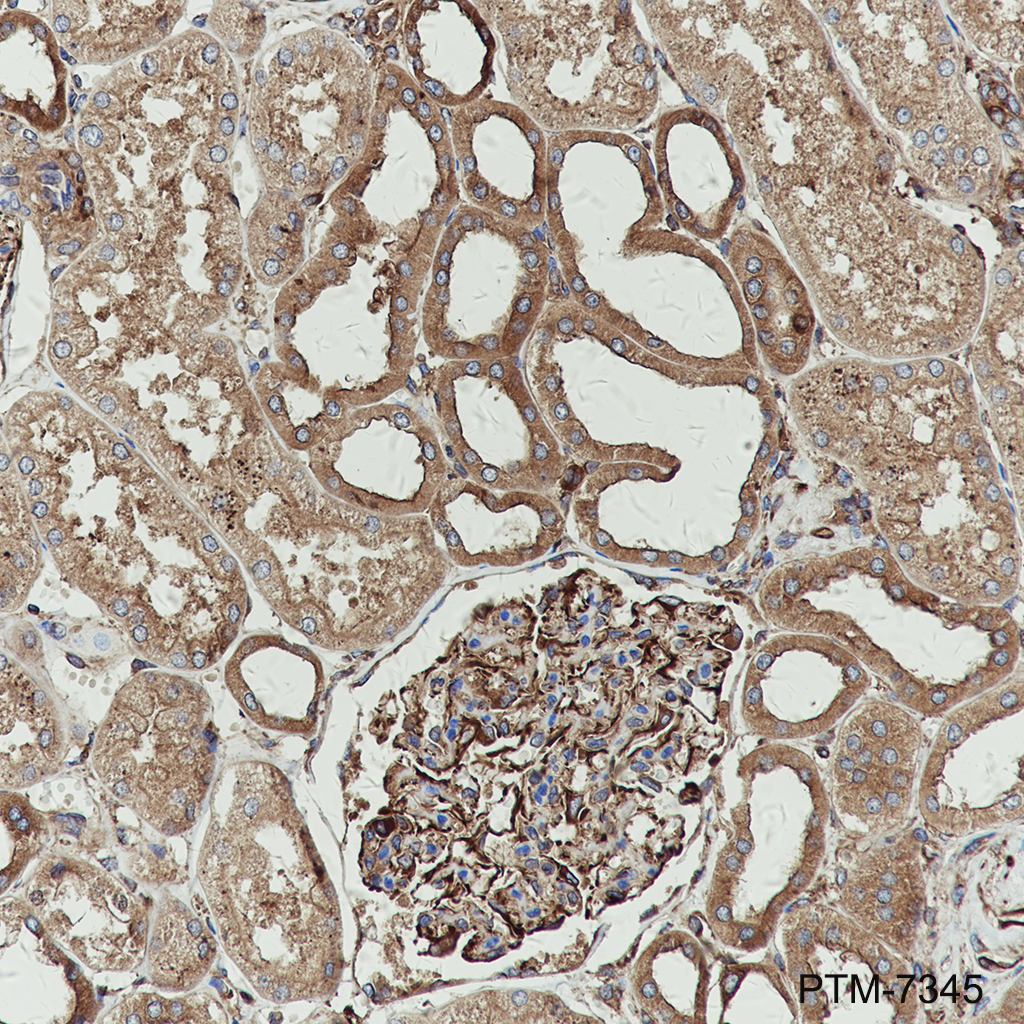 Anti-NAP1L1 Rabbit mAb