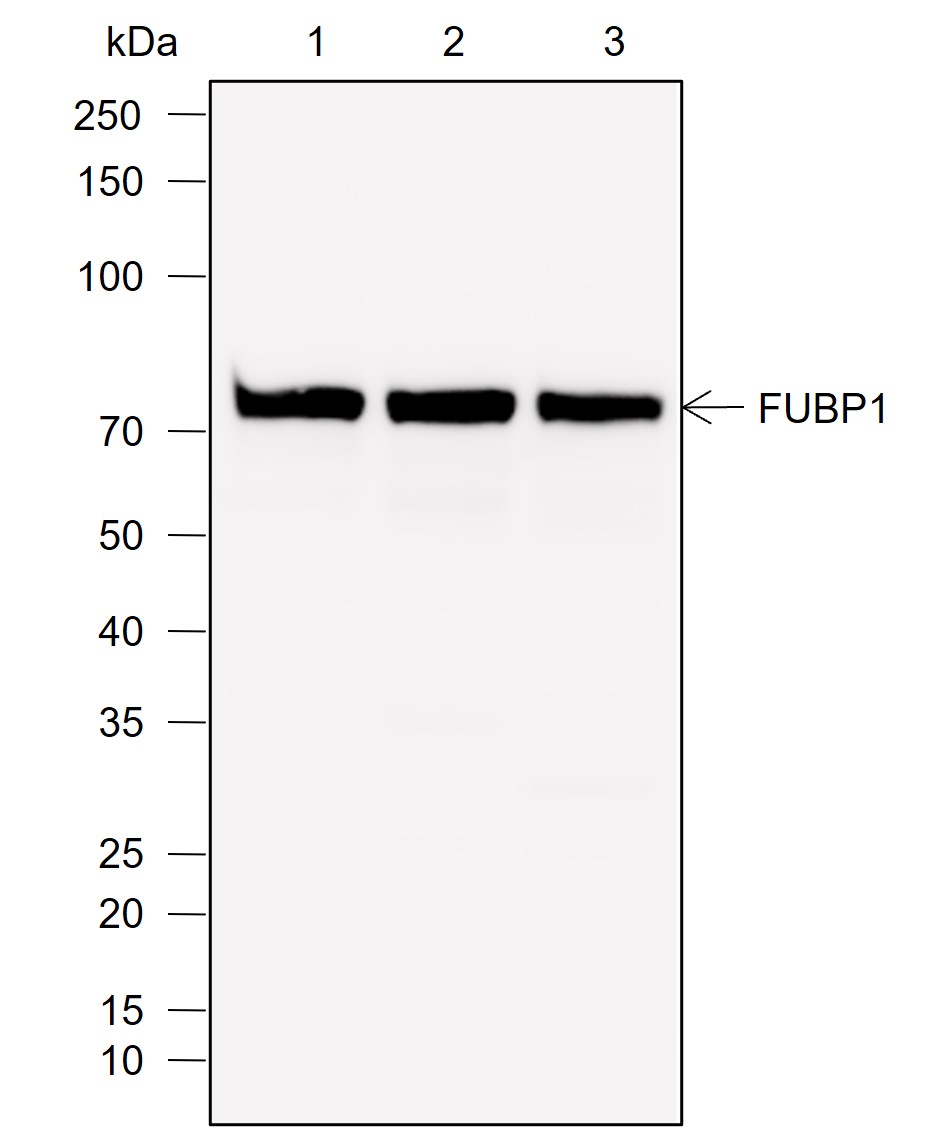 Anti-FUBP1 Rabbit mAb