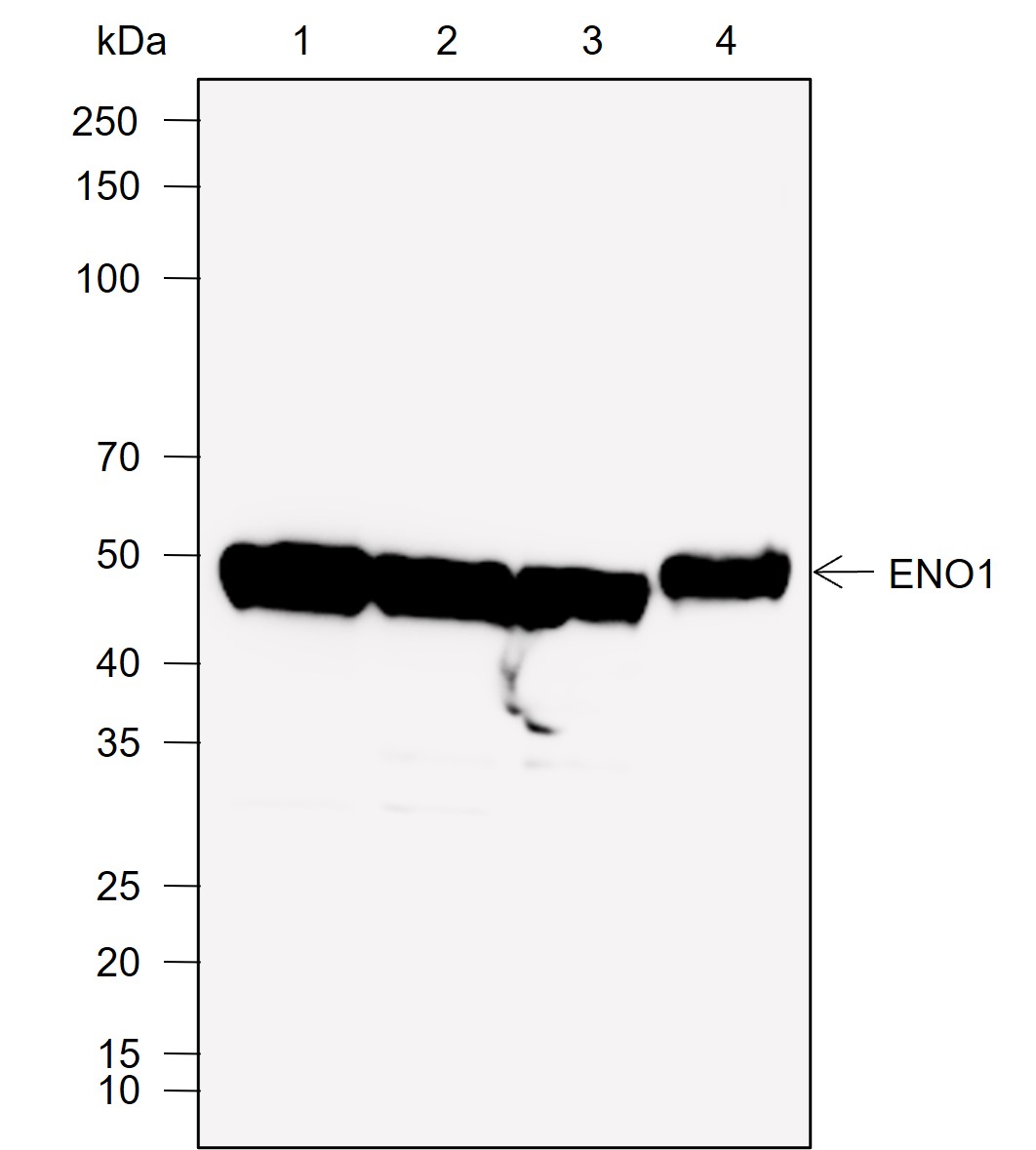 Anti-ENO1 Rabbit mAb