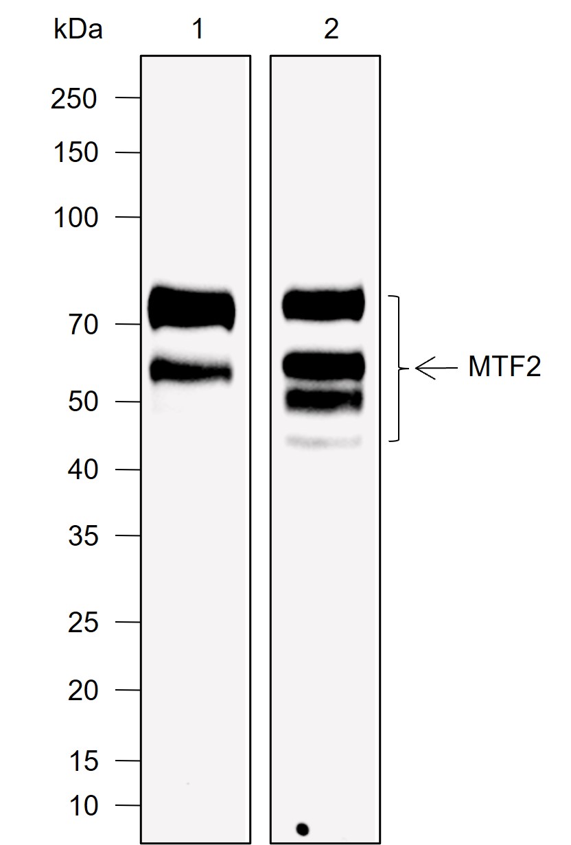 Anti-MTF2 Rabbit mAb