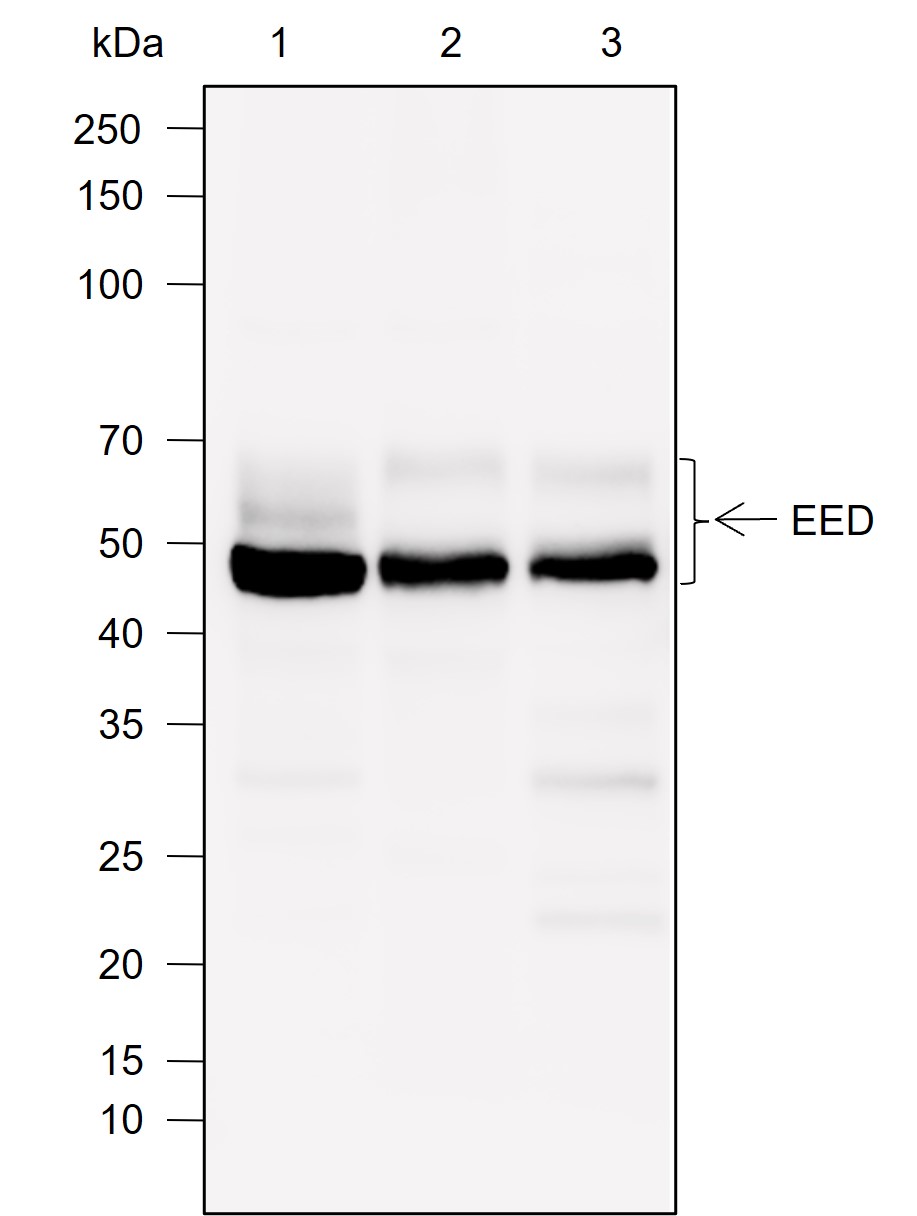 Anti-EED Rabbit mAb