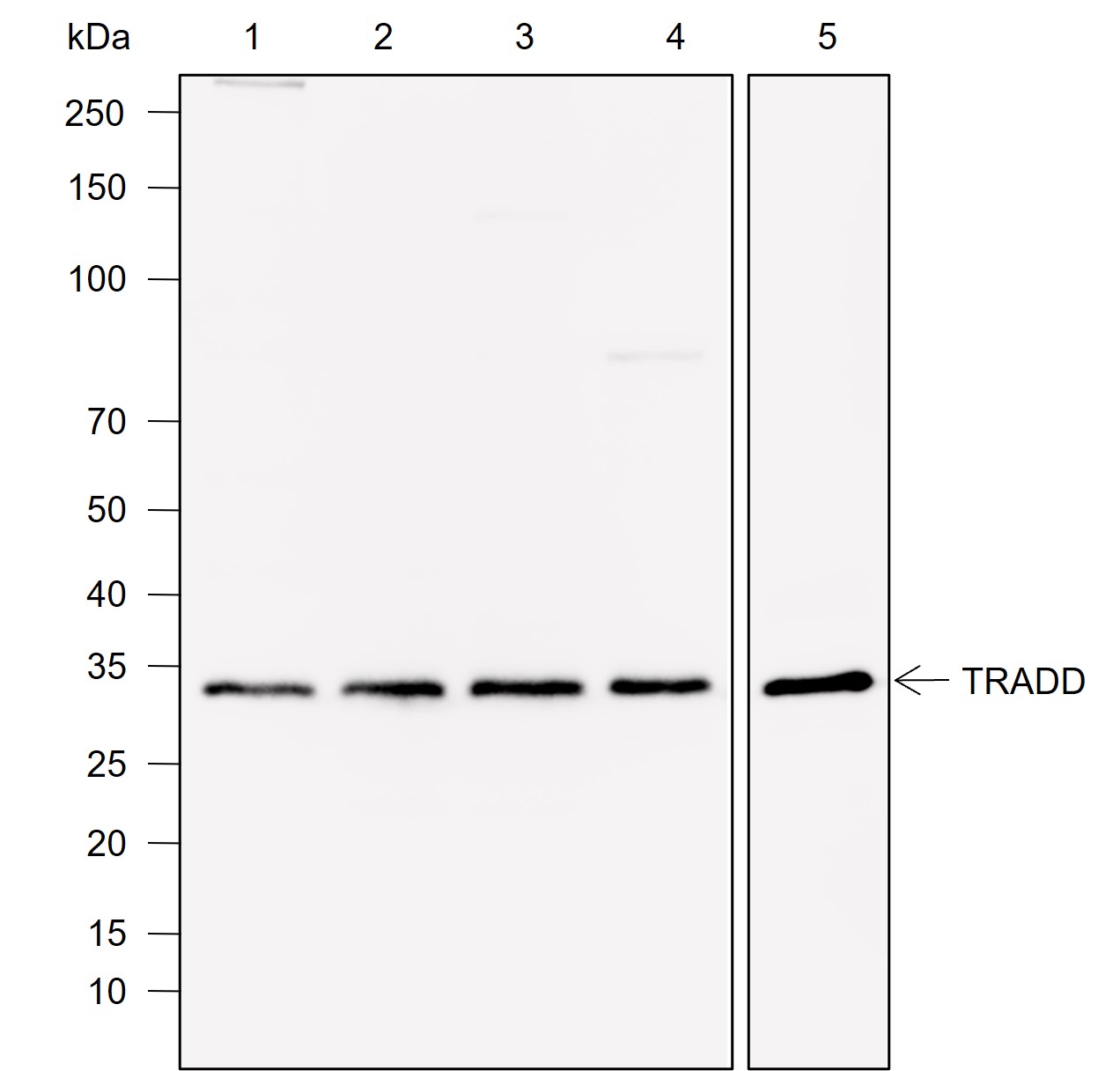 Anti-TRADD Mouse mAb
