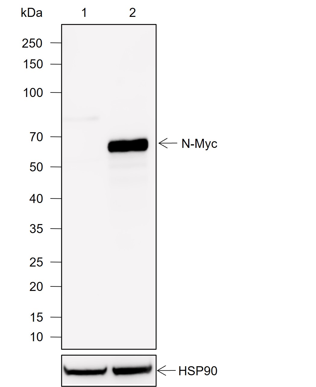 Anti-N-Myc Rabbit mAb