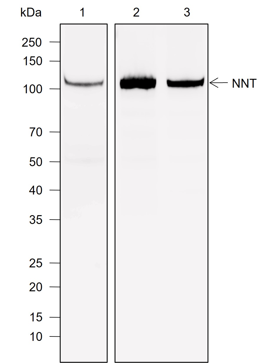 Anti-NNT Mouse mAb