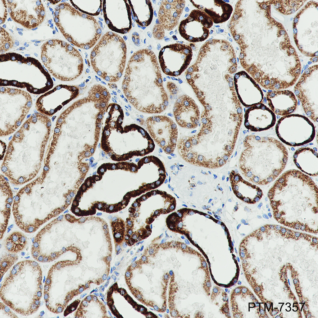 Anti-NNT Mouse mAb