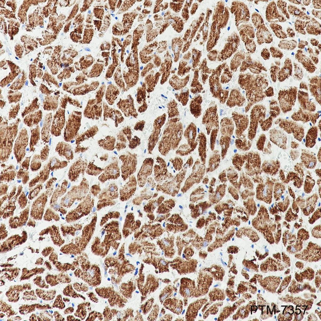 Anti-NNT Mouse mAb
