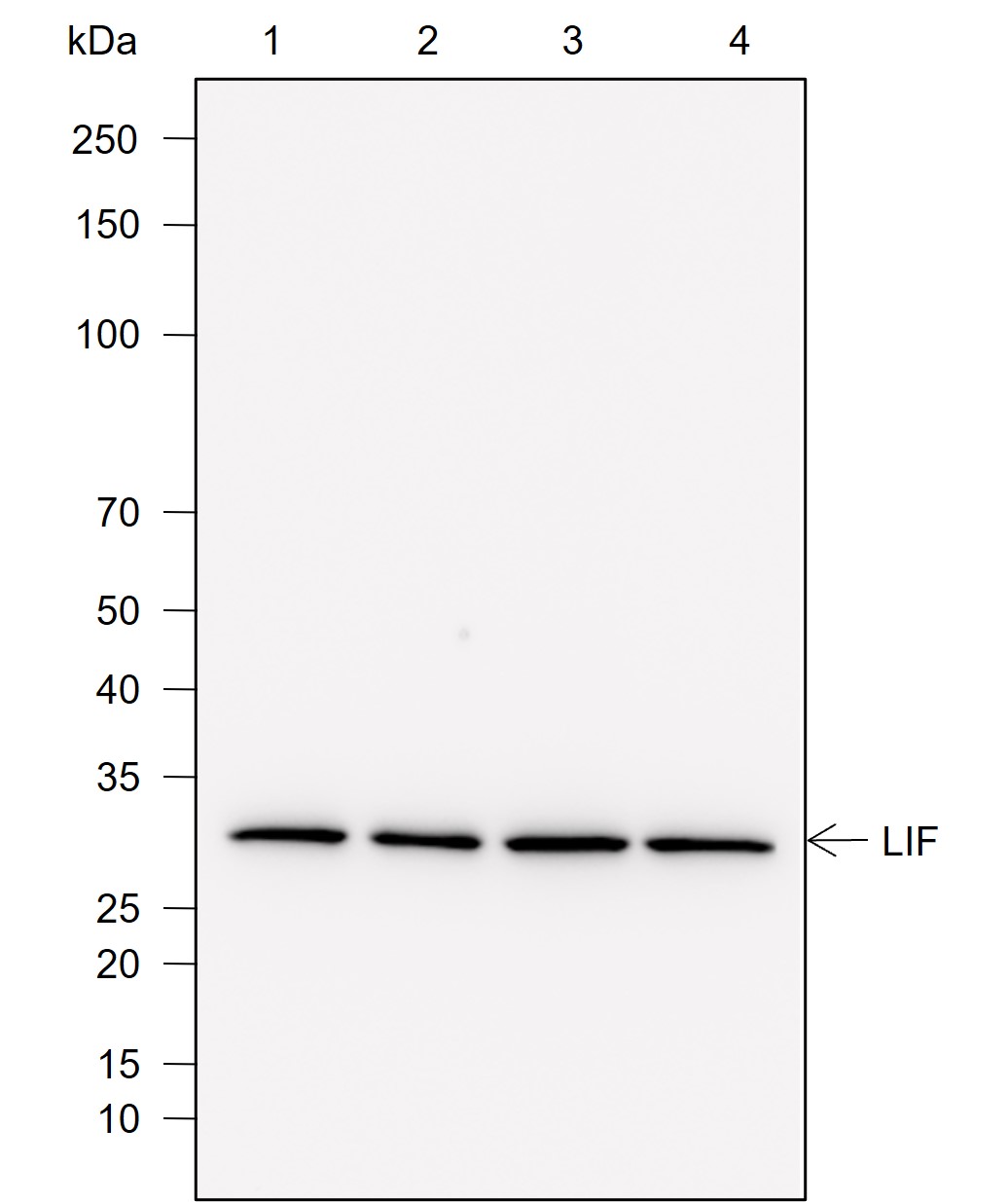 Anti-LIF Rat mAb