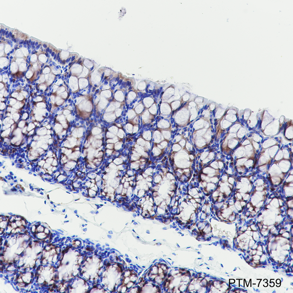 Anti-LIF Rat mAb