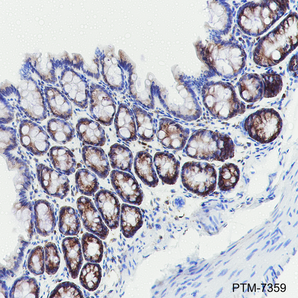 Anti-LIF Rat mAb