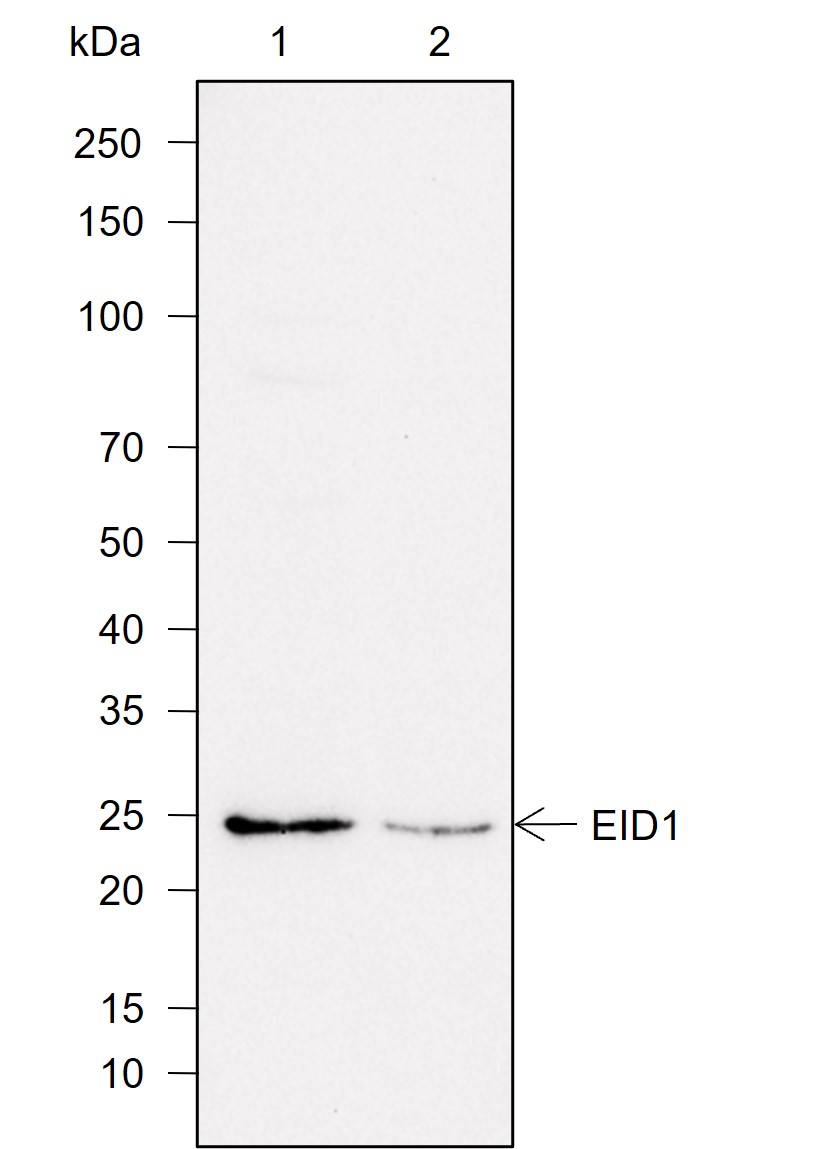 Anti-EID1 Rabbit mAb