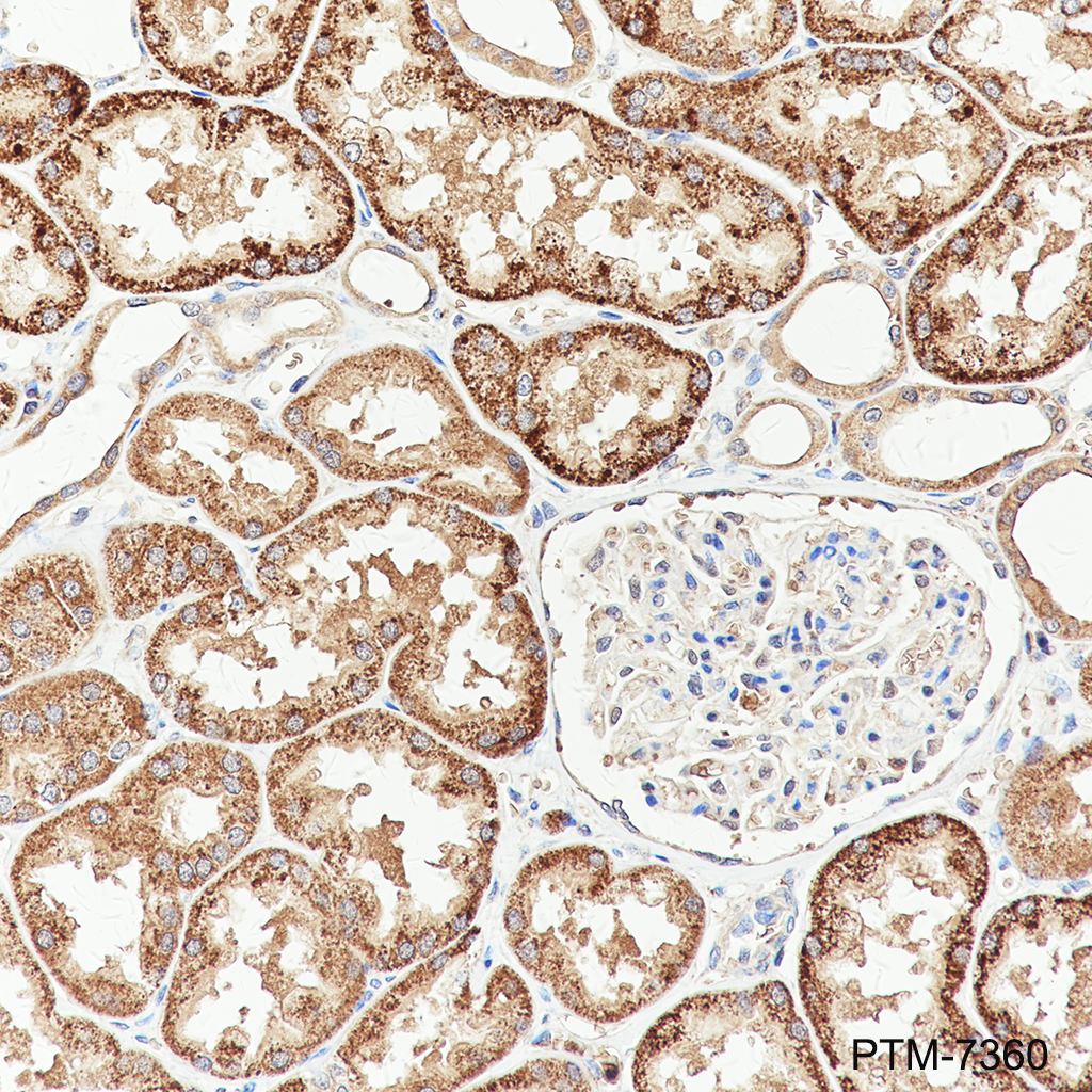 Anti-EID1 Rabbit mAb