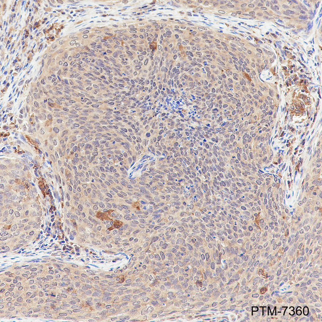 Anti-EID1 Rabbit mAb
