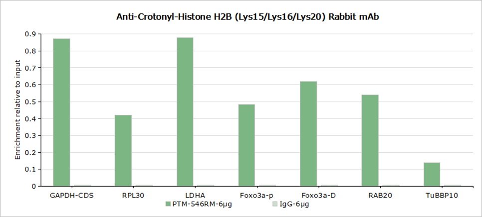 Anti-Crotonyl-Histone H2B (Lys15/16/20) Rabbit mAb