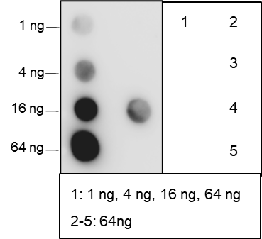 Anti-Citrulline-Histone H3 (Arg2/8/17) Rabbit mAb