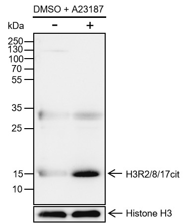 Anti-Citrulline-Histone H3 (Arg2/8/17) Rabbit mAb