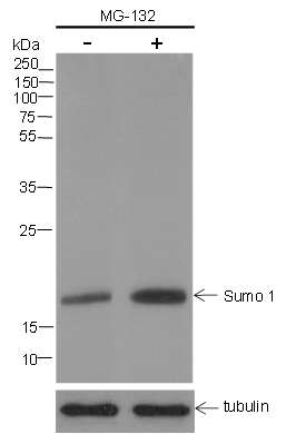 Anti-SUMO-1 Mouse mAb (C-terminal)