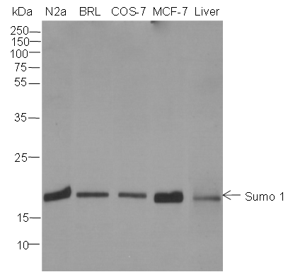 Anti-SUMO-1 Mouse mAb (C-terminal)