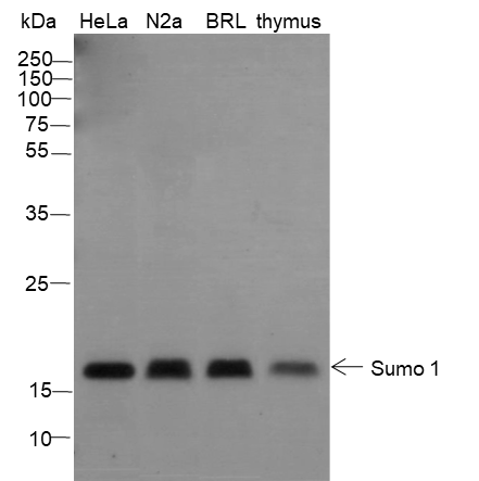 Anti-SUMO-1 Rabbit pAb (C-terminal)