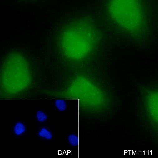 Anti-SUMO-1 Rabbit pAb (C-terminal)