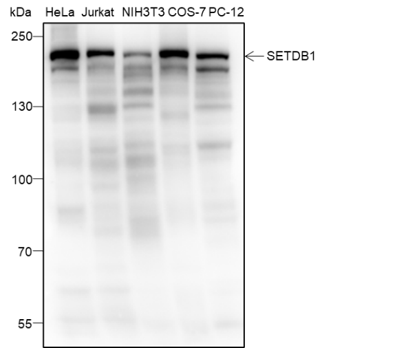 Anti-SETDB1 Mouse mAb