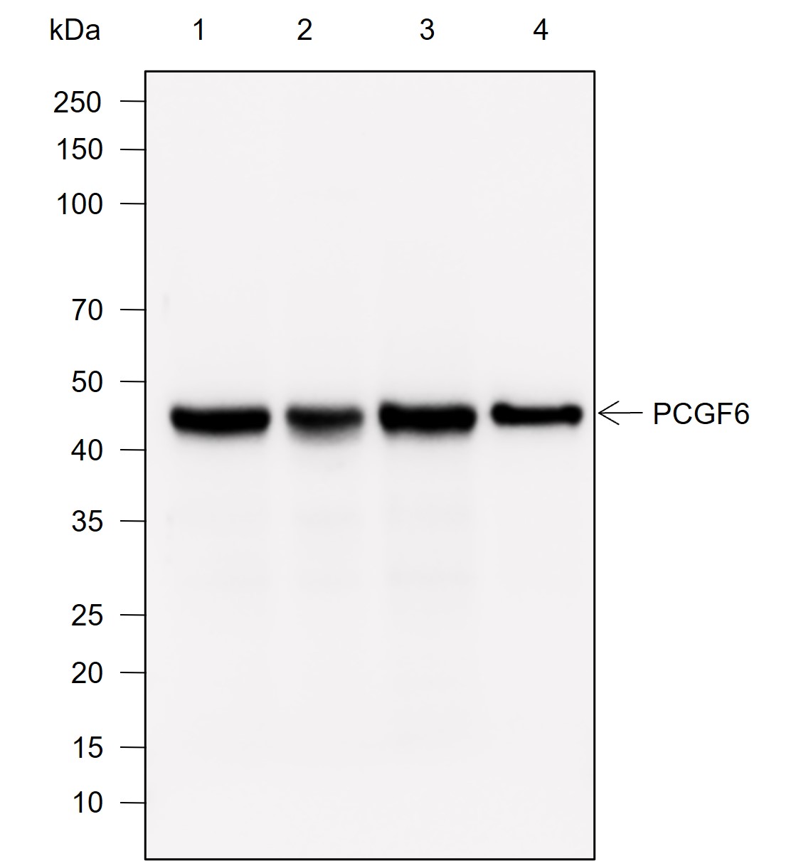 Anti-PCGF6 Rabbit mAb