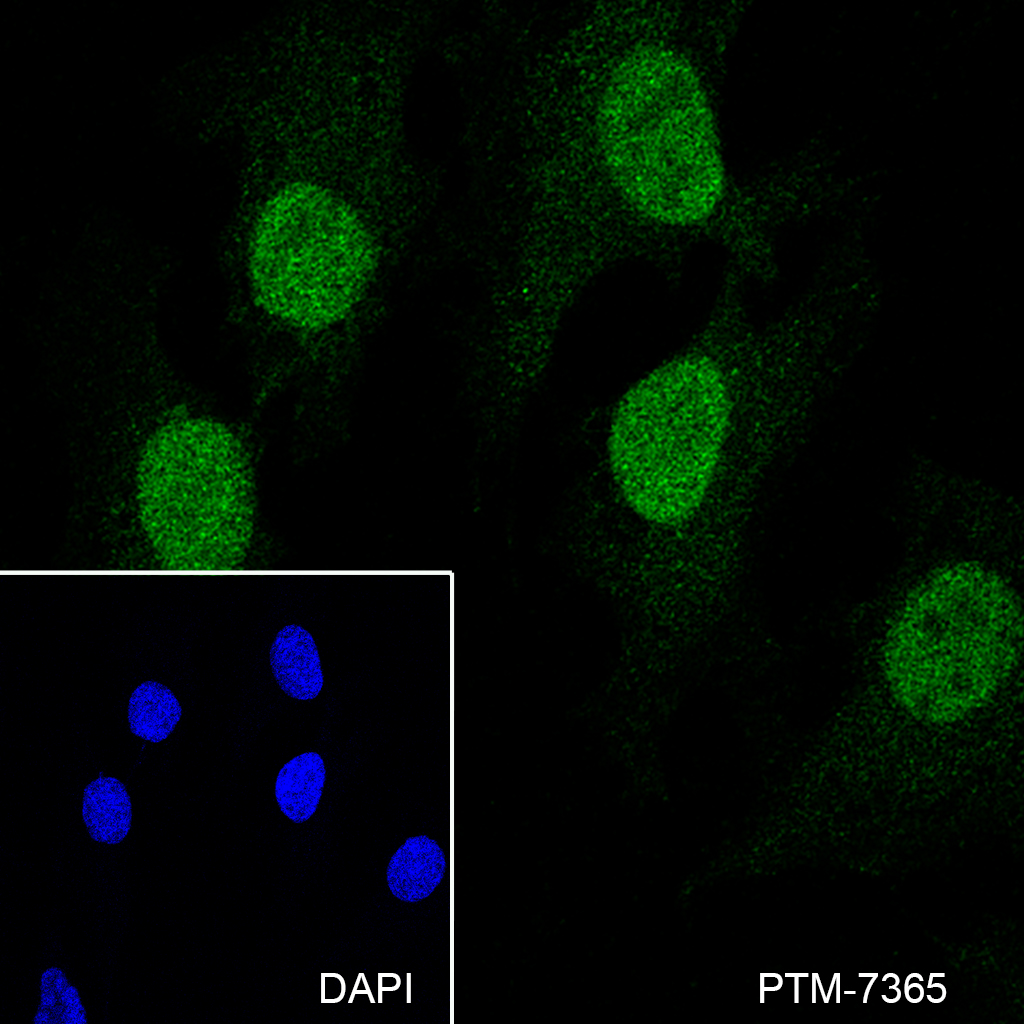 Anti-NXF1 Mouse mAb