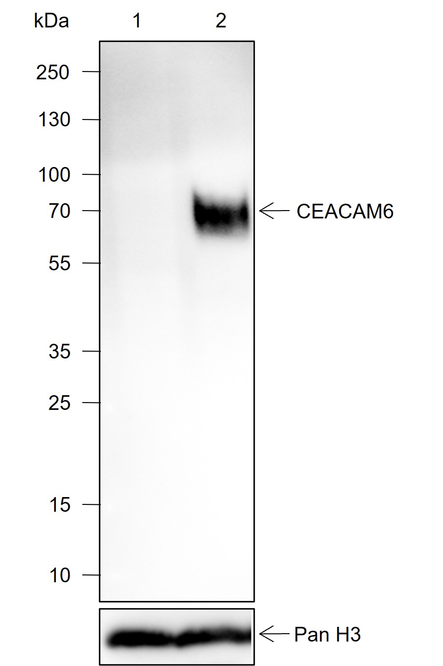 Anti-CEACAM6 Rabbit mAb
