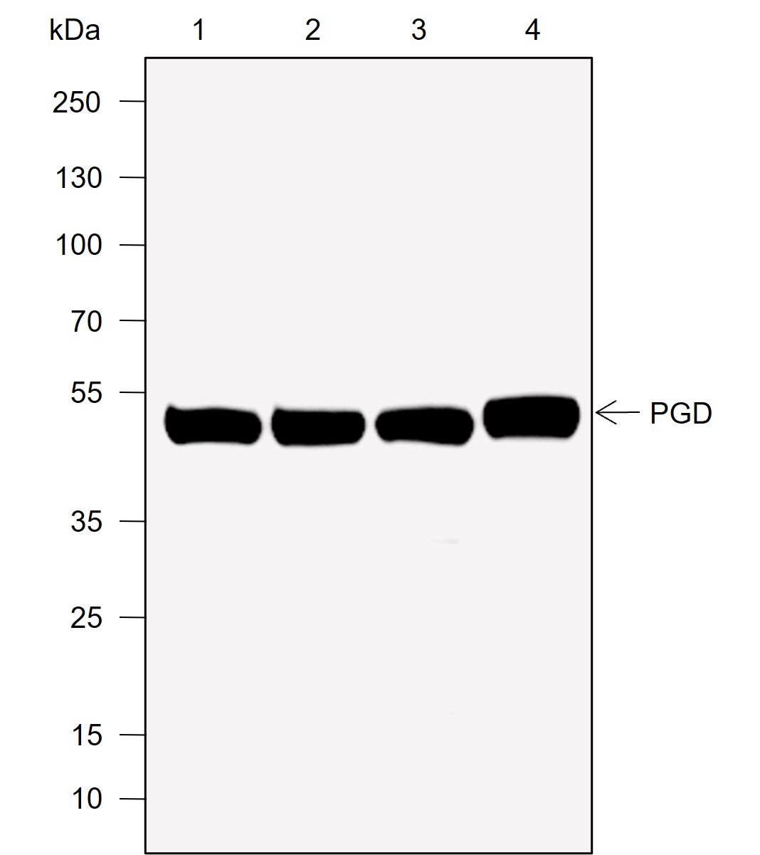 Anti-PGD Rabbit mAb