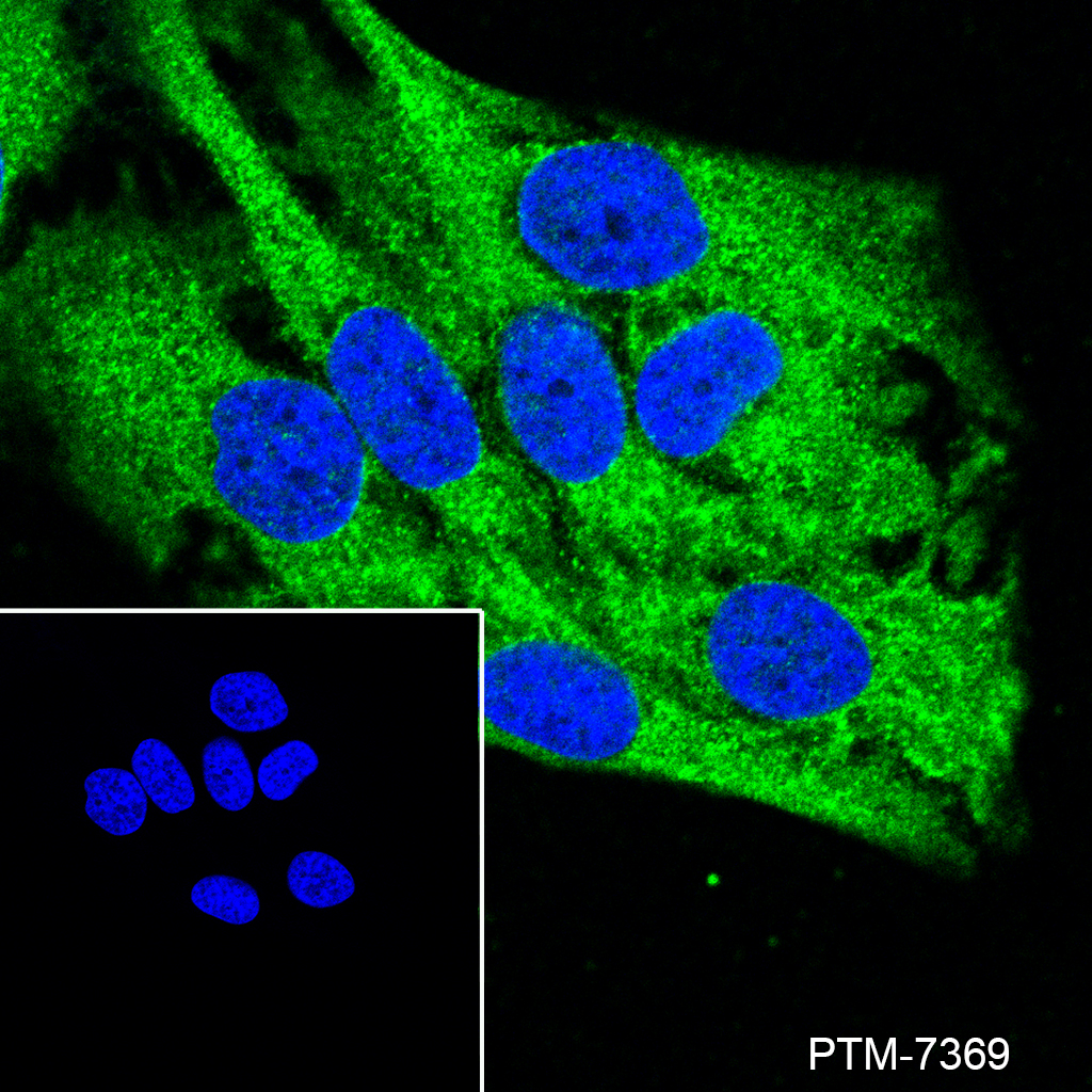 Anti-PGD Rabbit mAb