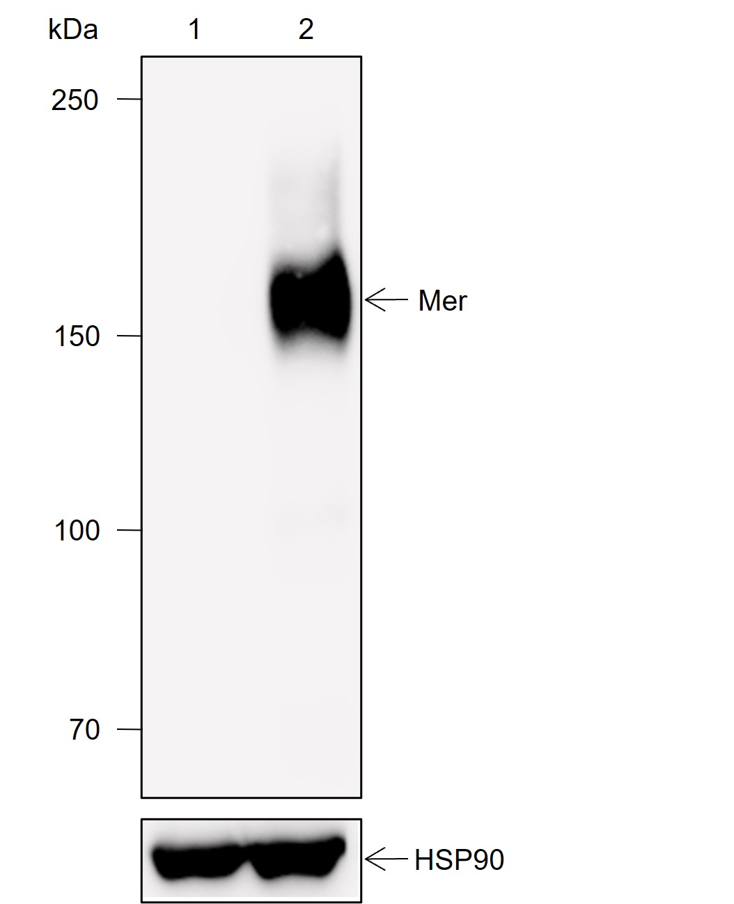Anti-Mer Rabbit mAb