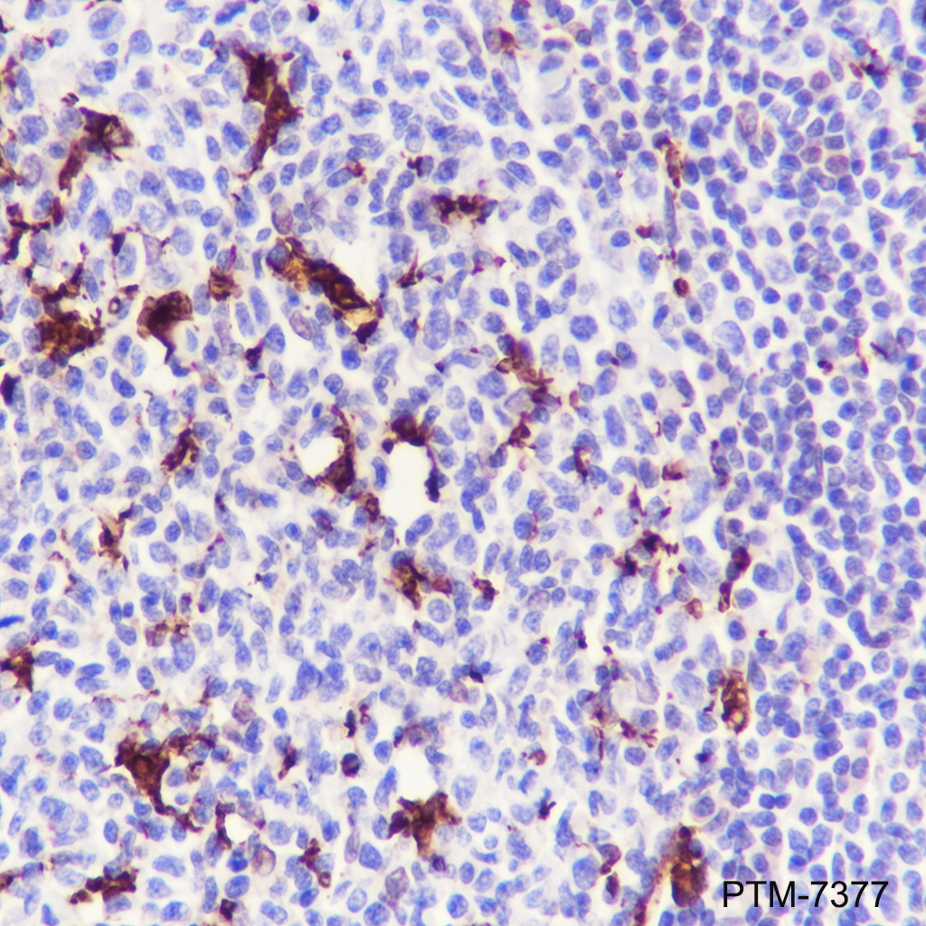 Anti-Mer Rabbit mAb