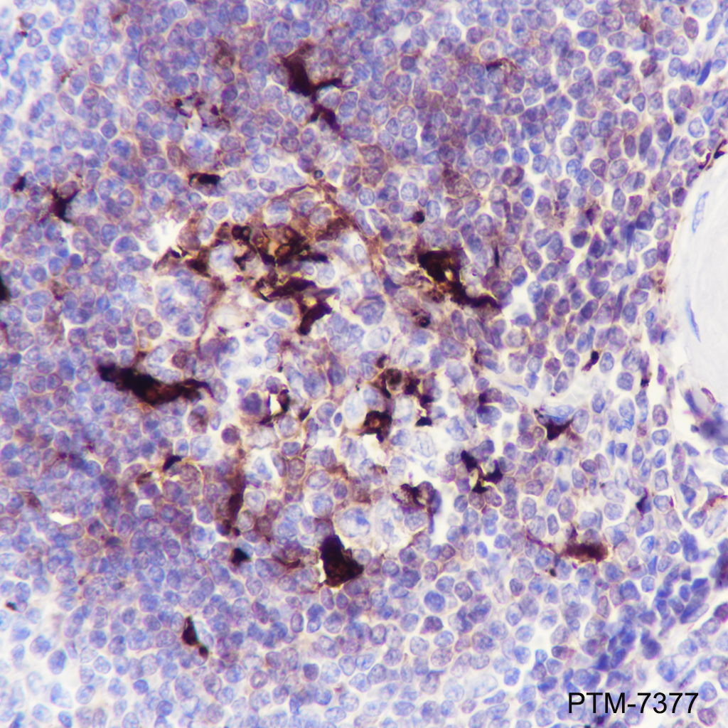 Anti-Mer Rabbit mAb