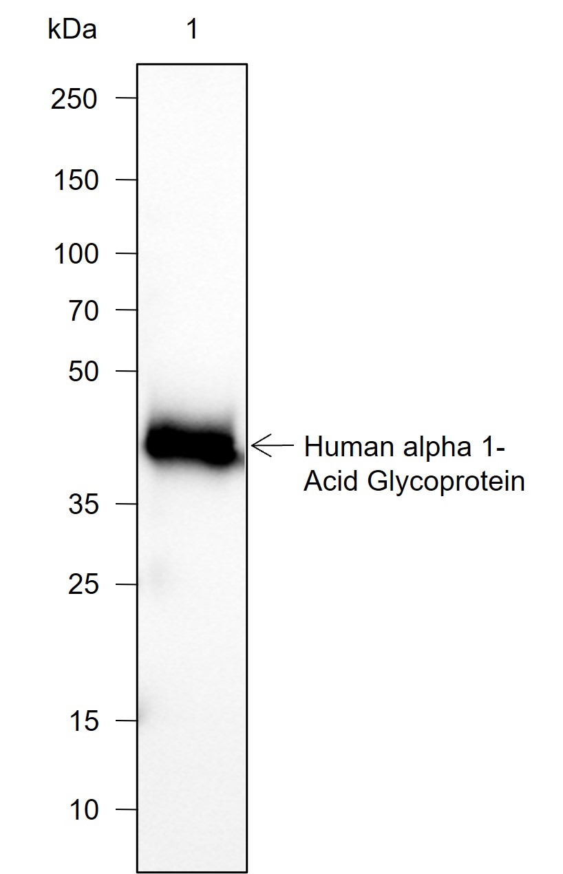 Anti-alpha 1 Acid Glycoprotein Mouse mAb