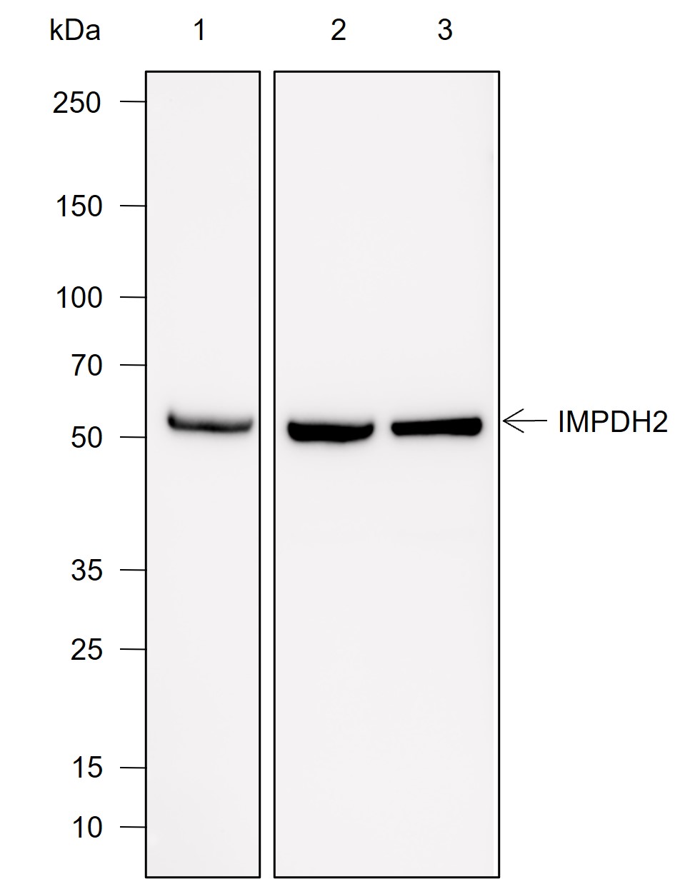 Anti-IMPDH2 Mouse mAb
