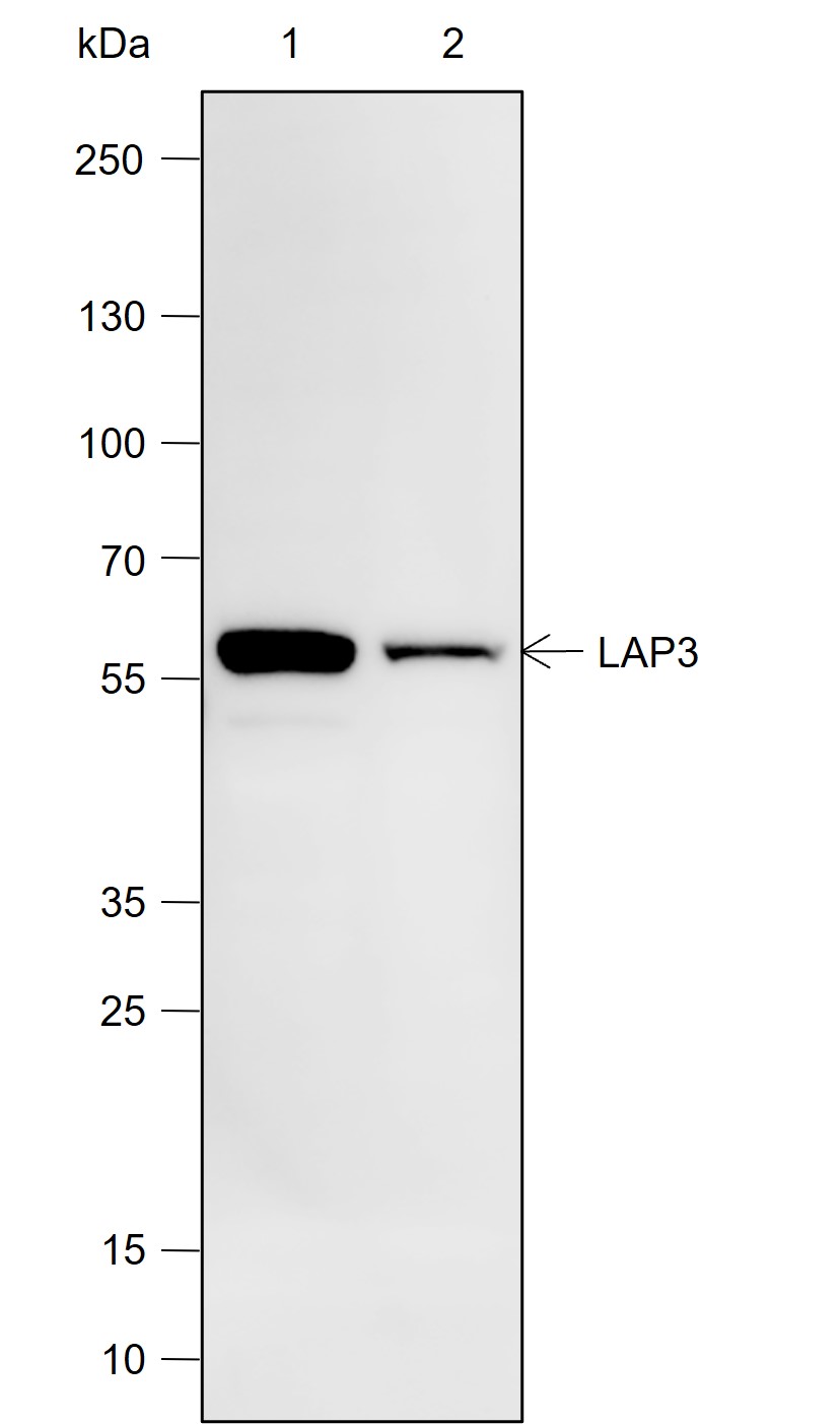 Anti-LAP3 Mouse mAb