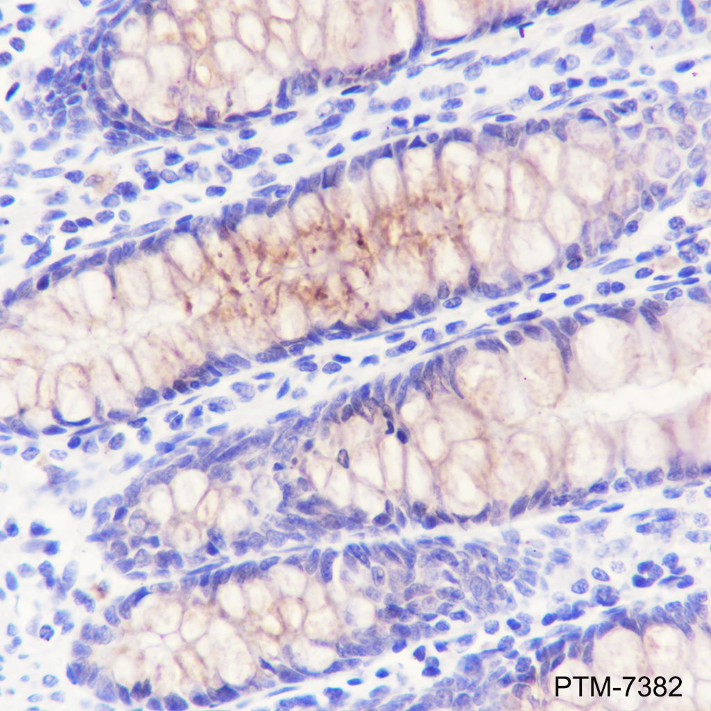 Anti-LAP3 Mouse mAb