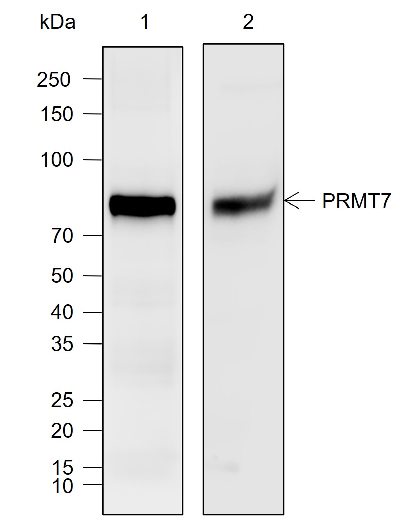 Anti-PRMT7 Rabbit mAb