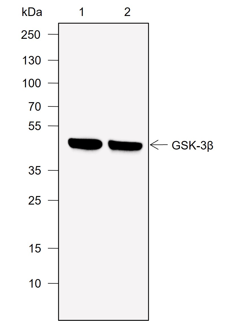 Anti-GSK3 beta Mouse mAb
